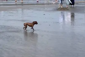 上海这个超大海滩可以免费玩！沙子细、可下海、能赶海……但一定要查好潮汐时间再去图片