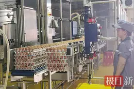 高质量发展调研行丨走进湖北规模最大的蛋鸡养殖基地图片