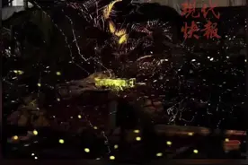 揭秘！萤火虫发光为什么不会烧到屁股？图片