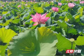 沙洲日记 |  沙洲荷花别样红图片