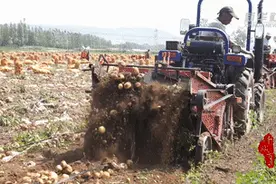 千城百县看中国｜内蒙古赤峰：“金豆豆”丰收啦图片