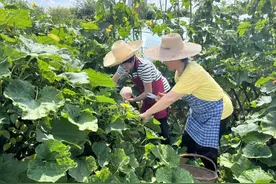当季南瓜农家花样吃，健脾开胃养生过立秋图片
