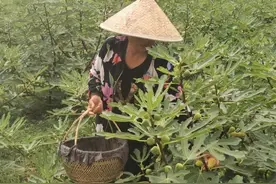又甜又糯！树上结的“糖包子”抢“鲜”上市图片