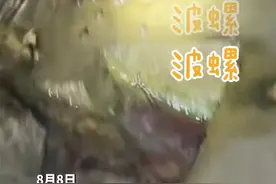 烟台没有夜生活？晚上赶海的快乐你根本想象不到，波螺、大螃蟹抓不完，根本抓不完…图片