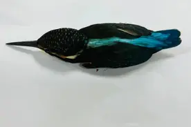 武汉一市民在月湖公园发现受伤翠鸟，救助方法来了→图片