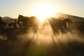 （国际·一周看天下）土耳其：骏马驰骋图片