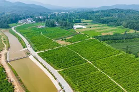 桑叶育肥蚕宝宝，铺出致富“新丝路”图片