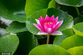 临沂：睡莲绽放图片