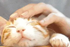 撸猫撸狗防“咬伤”就够了？医生：猫狗身上的这种“细菌”可空气传人图片