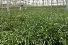 魅力鹰城 近悦远来图片