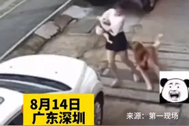 未拴绳金毛突然发狂撕咬女子怀中小狗，女子头部受伤，被咬狗狗伤势严重。图片