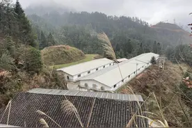 直供大湾区！黔东南这对“95后”夫妻把黑毛猪卖成爆款图片