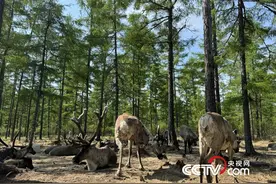 当大兴安岭的孩子准备离开森林图片