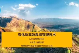 齐鲁林果科技“云讲堂”丨杏优质高效栽培管理技术图片