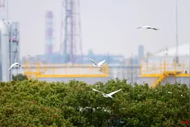 石化工厂成白鹭栖息地还是浙江观鸟胜地 负责人：环保好不好，鸟说了算图片