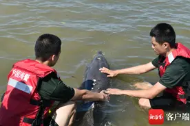 一只海豚因海水退潮搁浅 儋州海警局全力救助放生图片