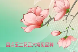 别只会喊“玉兰”了，这些“玉兰”都有自己的名字 | 春天花花科普小课堂①图片