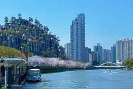 魔都“樱花专列”本周五首发！360°赏樱攻略→图片