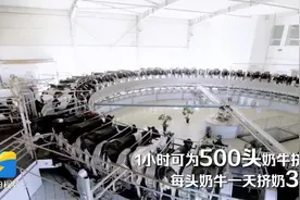 宜居宜业和美乡村｜500头奶牛挤奶只要一小时 还享受“足浴”服务 德州现代化牧场的挤奶工作这样进行图片