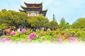 岁岁年年花不同——第41届中国洛阳牡丹文化节见闻图片