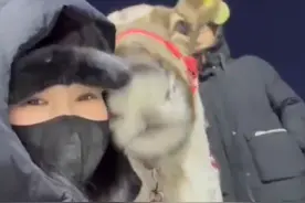 女生在哈尔滨和驯鹿合影竟被主动贴贴！网友：动物都这么“死出”图片
