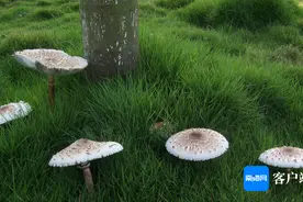 这些蘑菇有毒！海南专家提醒：别自行采摘食用图片