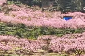 春暖花开正当时 “赏花经济”带动文旅市场春潮涌动、活力十足图片