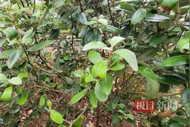 可三“观”的宝藏果树，初秋时分来这里收获别样惊喜图片