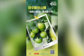 宝藏小镇·寻宝记丨琼中黎母山镇：“绿色小精灵”勇闯橙子界图片