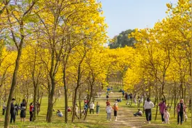 松山湖赏花月促销活动和消费地图发布！黄花消费盛宴等你来“薅羊毛”图片