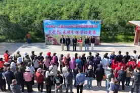 宁夏灵武市总工会举办长枣采摘分拣技能竞赛图片