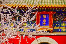 北京：北海公园山桃花盛开图片