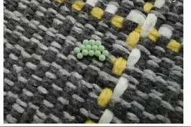 头皮发麻！这种绿色小颗粒在广东出现图片
