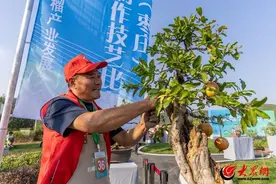 组图|山东枣庄：石榴盆景制作技艺比赛各展风采图片
