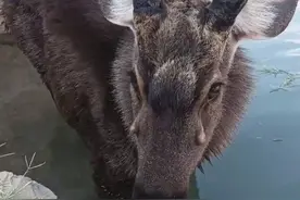 原始森林里的马鹿救助人图片
