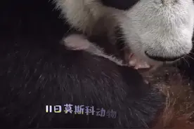 大熊猫“丁丁”带娃致睡眠不足 网友：黑眼圈重了没？图片