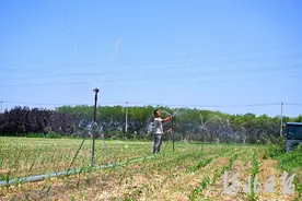 河北多地全力抗旱保苗夯实秋粮丰收基础图片