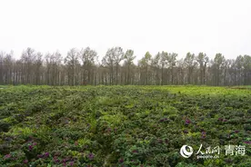 冷凉蔬菜富了高原土乡图片