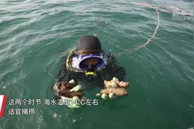 山东荣成：“海猛子”出动  下海收获海参图片