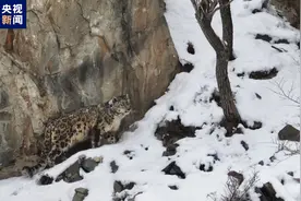 放豹归山 宁夏贺兰山再添雪豹新成员图片