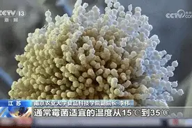 馒头冷冻两天长黄曲霉素？专家辟谣！食物出现这些情况，千万别吃→图片
