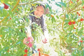 摘下甜蜜果图片