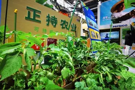 为土豆“减肥”“增产”、“零碳”包装……百事携“绿色科技”登场进博会丨进博的热度上海的温度图片