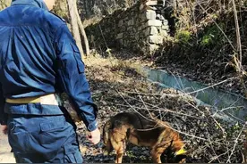 “汪汪队”再立新功！警犬“豆豆”成功找回七旬走失老人图片