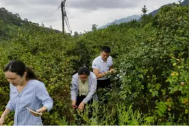 蜜蜂授粉助力油茶增产增收图片
