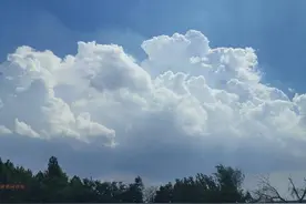 济南，没有限量版的春天之——迎春花开图片