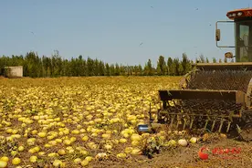 玉门：籽用葫芦变身致富“金葫芦”图片
