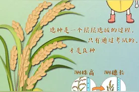 创意漫画丨水稻“尖子生”巨型稻的成长史图片