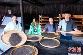 台湾青年湖南品茶：东方树叶的魅力从未改变图片