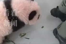 熊猫“喀秋莎”长大了！变身跟屁虫和饲养员玩闹图片